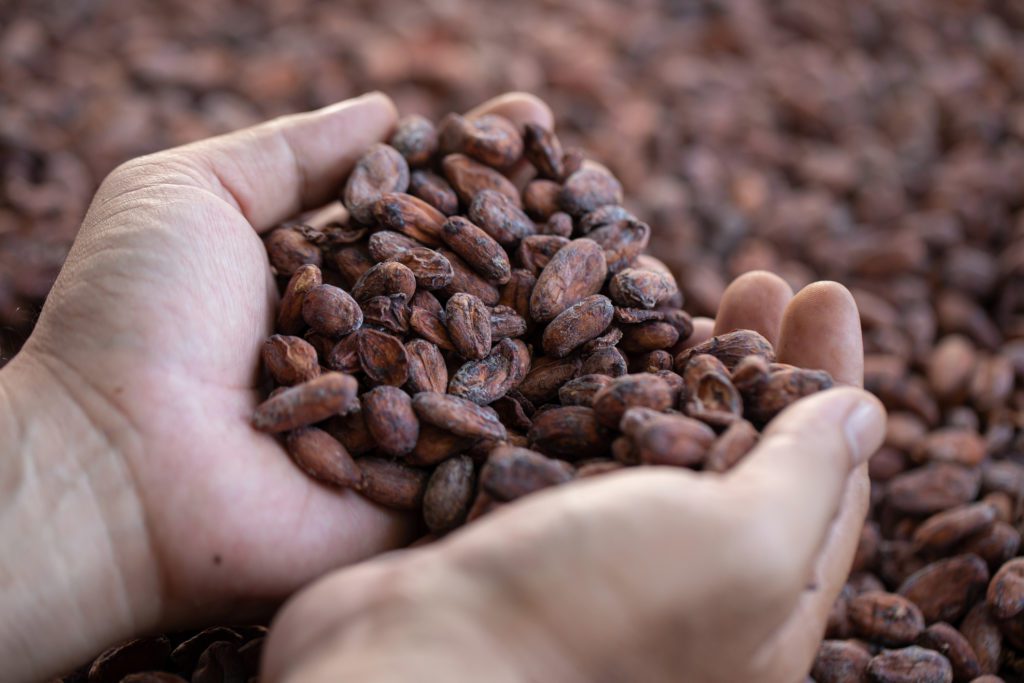 Hands select cocoa beans manually for the production of cocoa powder and chocolate. Cocoa background, Concept of desserts, tradition, and food.